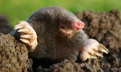 _images/mole.jpg